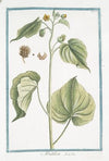 Abutilon. (Flowering Maples)