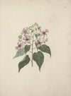 Abutilon longicuspe A. Rich. (Abutilon)