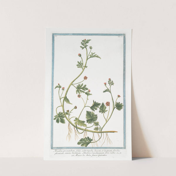 Abutilon procumbens, foliis subrotundis dissectis, et laciniatis, floribus phoeniceis, semine birostrato. Abutilon Carolinianum flore rubro - Mauve des Indes, fausse Guimmauve by Giorgio Bonelli