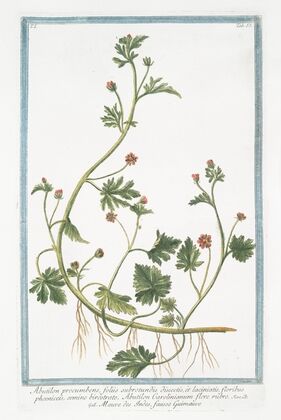 Abutilon procumbens, foliis subrotundis dissectis, et laciniatis, floribus phoeniceis, semine birostrato. Abutilon Carolinianum flore rubro – Mauve des Indes, fausse Guimmauve
