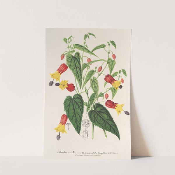 Abutilon vexillarium by Charles Antoine Lemaire