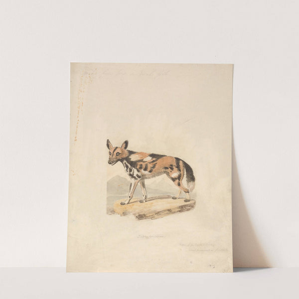 Abyssinian Dog by Samuel Howitt