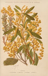Acacia (1893)