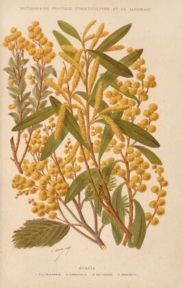 Acacia (1893)
