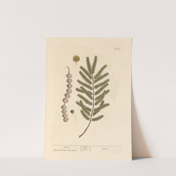 Acacia by Elizabeth Blackwell