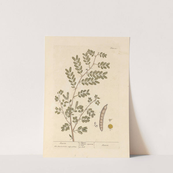 Acacia by Elizabeth Blackwell