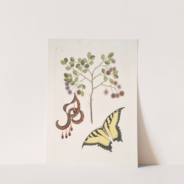 Acacia foliis amplioribus; Papilio diurna, prima, omnium maxima. by Mark Catesby