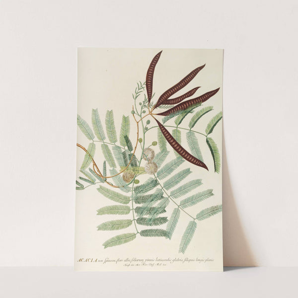 Acacia by Georg Dionysius Ehret