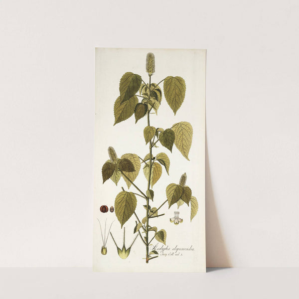 Acalypha alopecuroidea by Nikolaus Joseph Freiherr von Jacquin