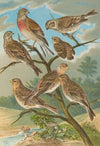 Acanthis cannabina, Acanthis flavirostris