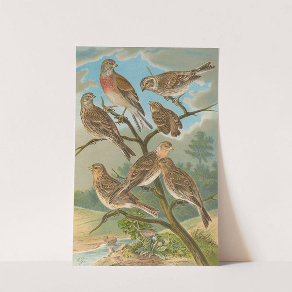 Acanthis cannabina, Acanthis flavirostris by Johann Friedrich Naumann