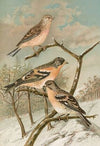 Acanthis cannabina, Fringilla montifringilla