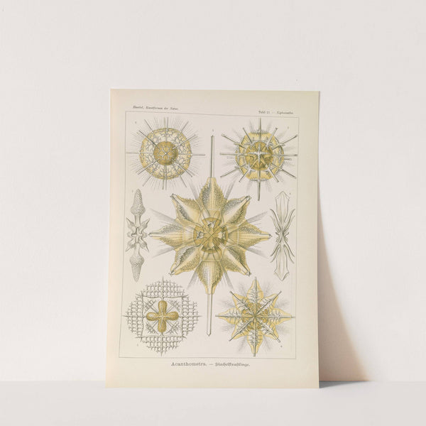 Acanthometra. - Stachelstrahlinge by Ernst Haeckel