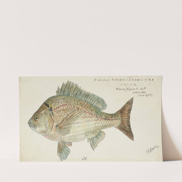 Acanthopagrus butcheri (Tas): Black bream (1868) by Frank Edward Clarke