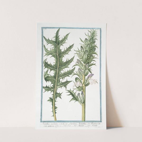 Acanthus aculeatus - Carduus Acanthus, sive Branca Ursina spinosa - Acanto - Acante. (Butcher's broom) by Giorgio Bonelli