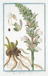 Acanthus sativus, vel Mollis Virgilii – Branca Ursina – Acante. (Bear’s Breeches)