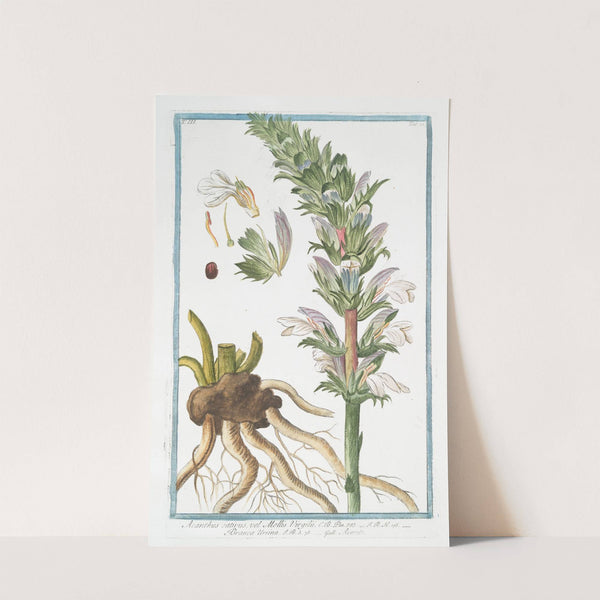 Acanthus sativus, vel Mollis Virgilii - Branca Ursina - Acante. (Bear's Breeches) by Giorgio Bonelli