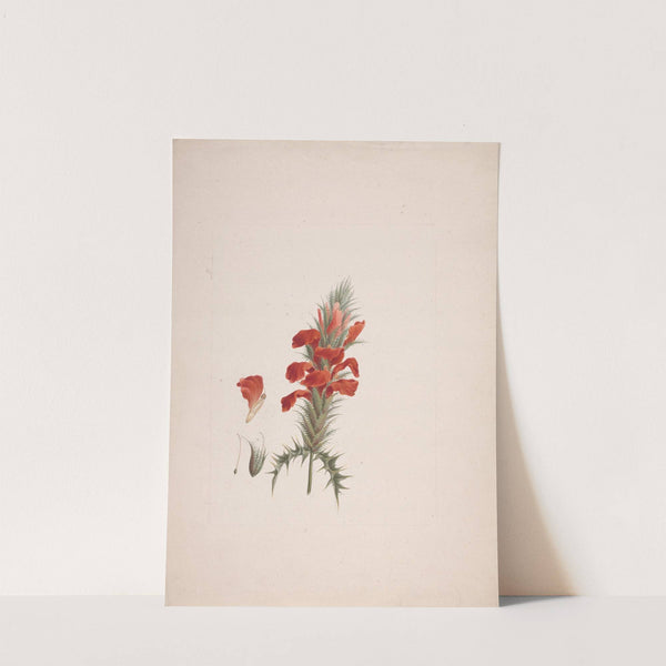 Acanthus Sennii Chiov. by Luigi Balugani