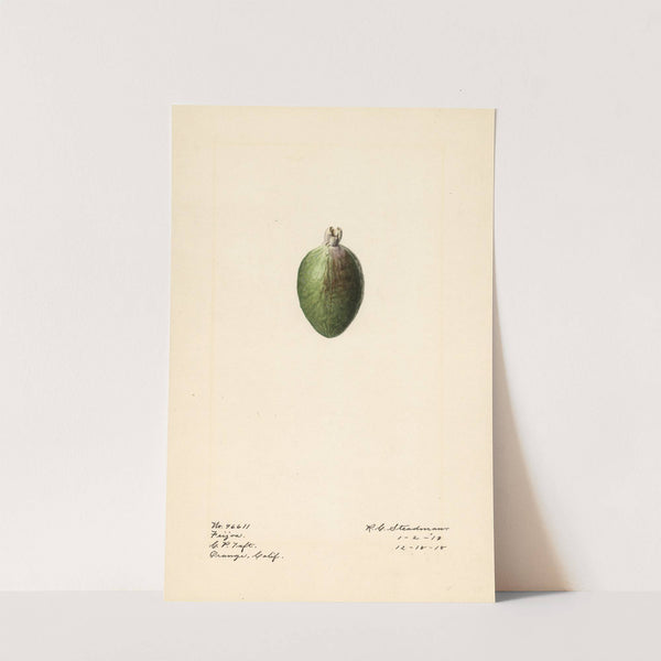 Acca sellowiana by Royal Charles Steadman