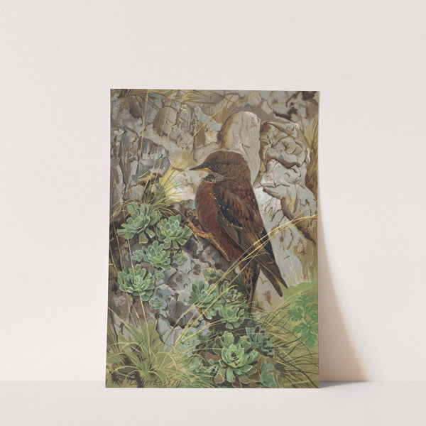 Accenteur des Alpes by Léo-Paul Robert