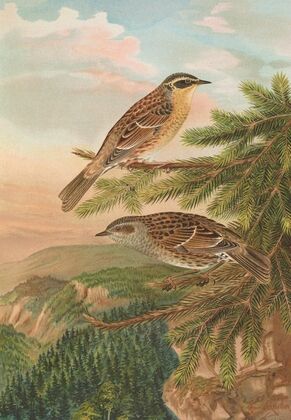Accentor modularis, Accentor montanellus