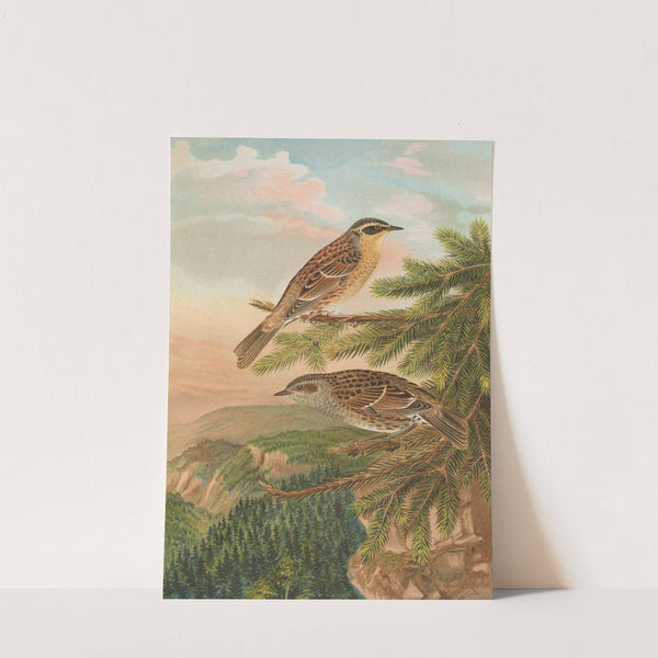 Accentor modularis, Accentor montanellus by Johann Friedrich Naumann