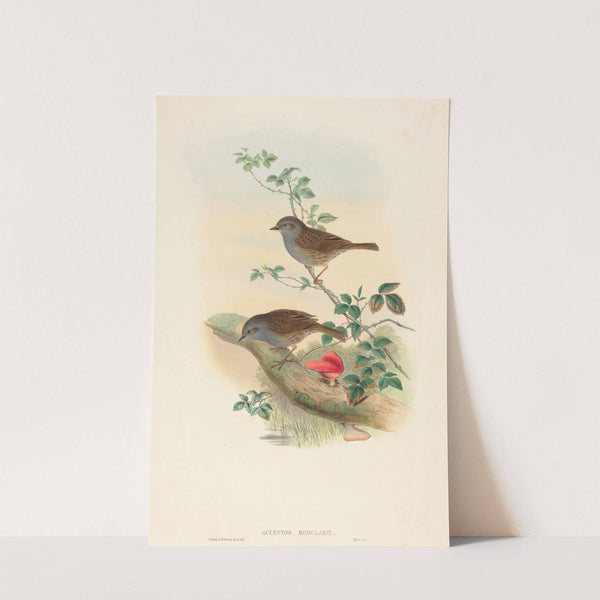 Accentor modularis (Dunnock) by John Gould