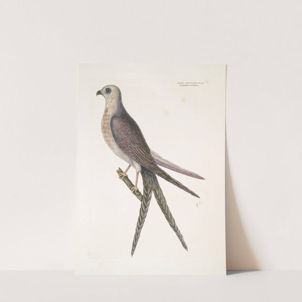 Accepiter cauda forcipater furcata, The Swallow-Tail Hawk. by Mark Catesby