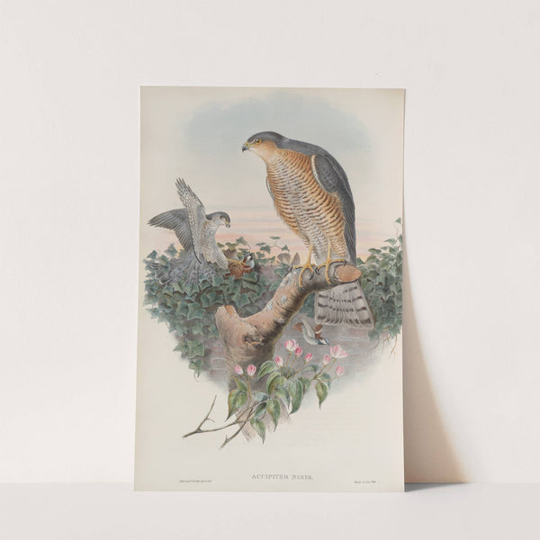 Accipiter nisis. Sparrow-Hawk. (1862-1873) by John Gould