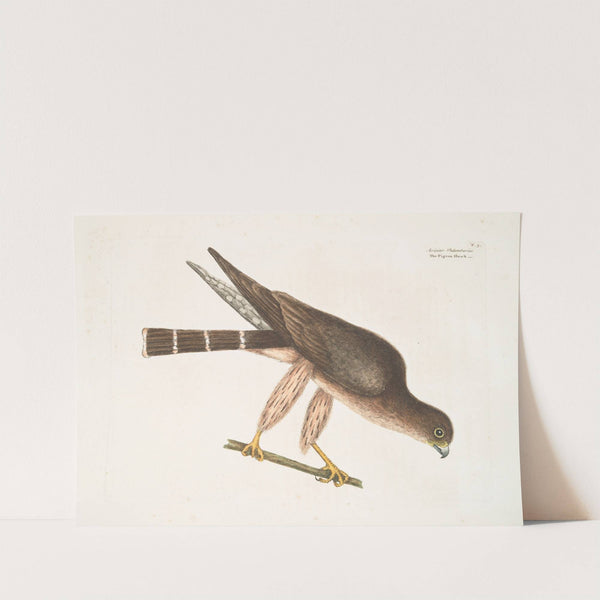Accipiter Palumbarius, The Pigeon-Hawk. by Mark Catesby