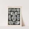 Acephala. - Muscheln by Ernst Haeckel
