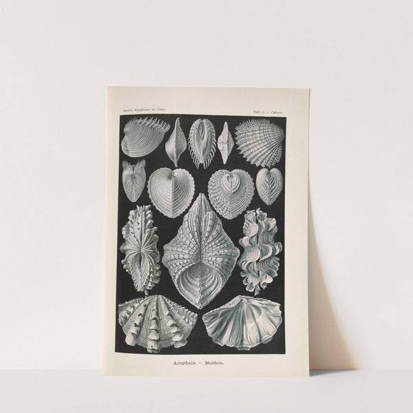 Acephala. - Muscheln by Ernst Haeckel
