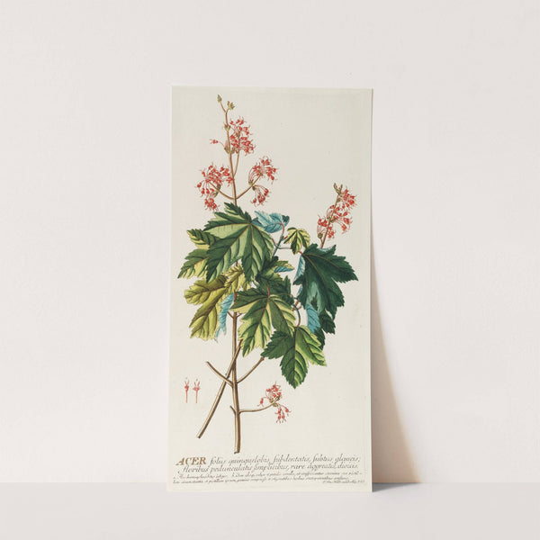 Acer by Georg Dionysius Ehret