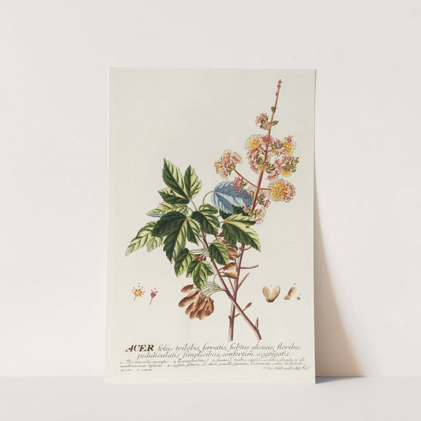 Acer II by Georg Dionysius Ehret