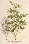Acer palmatum crispum