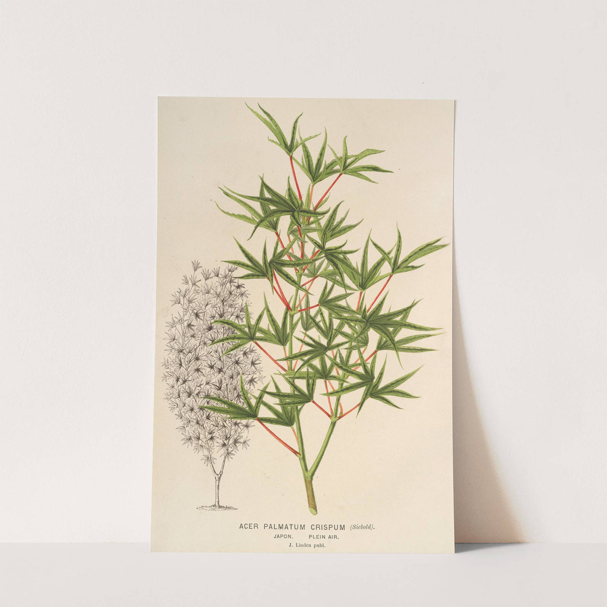 Acer palmatum crispum by Charles Antoine Lemaire