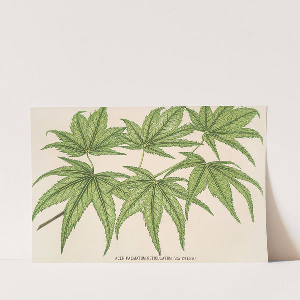 Acer palmatum reticulatum by Charles Antoine Lemaire