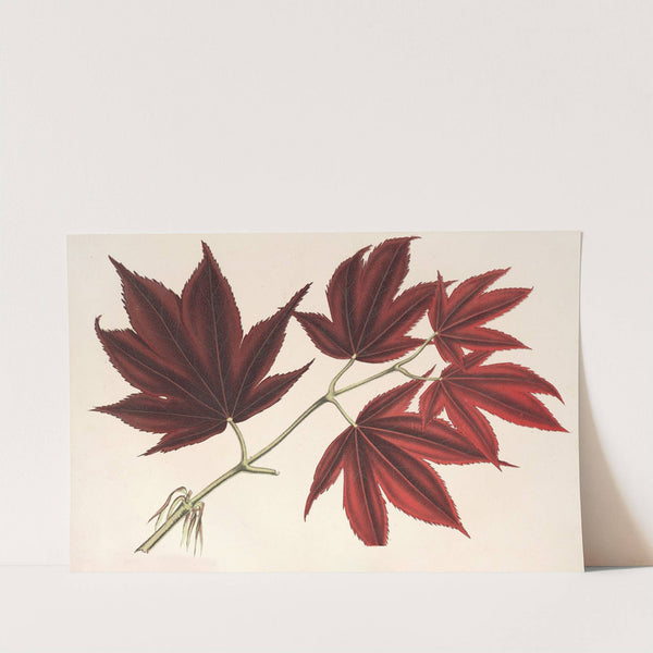 Acer (polymorphum) palmatum sanguineum by Charles Antoine Lemaire