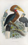 Aceros nepalensis