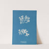 Achnanthes longipes (parasitic) (1843-1853) by Anna Atkins