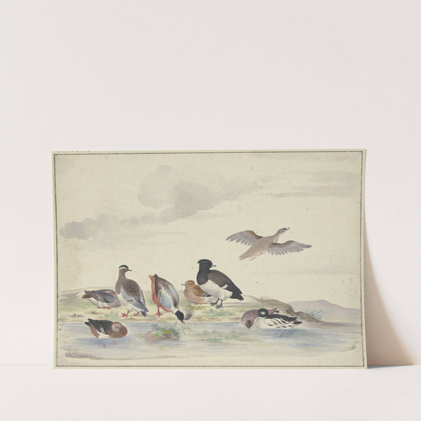 Acht Enten verschiedener Art am Wasser by Pieter Holsteijn