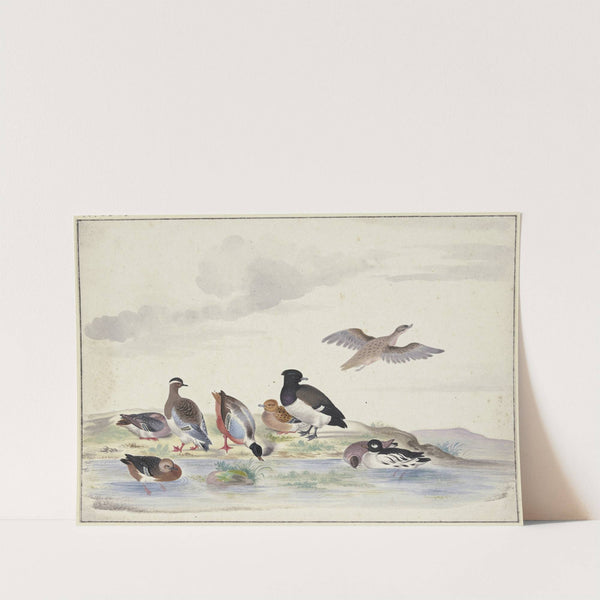 Acht Enten verschiedener Art am Wasser by Pieter Holsteijn