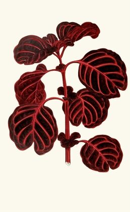 Achyranthes Verschaffeltii