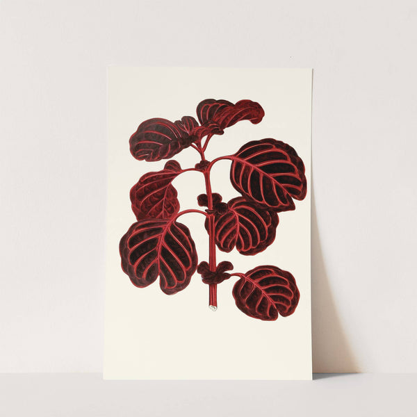 Achyranthes Verschaffeltii by Edward Joseph Lowe