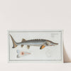 Acipencer Sturio, The Sturgeon. (1785-1797) by Marcus Elieser Bloch