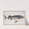 Acipenser Huso, The great Sturgeon. by Marcus Elieser Bloch