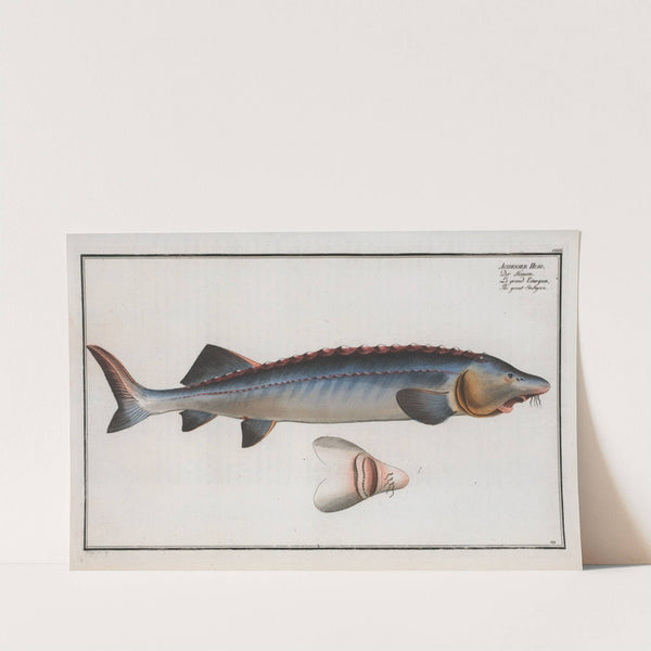 Acipenser Huso, The great Sturgeon. by Marcus Elieser Bloch
