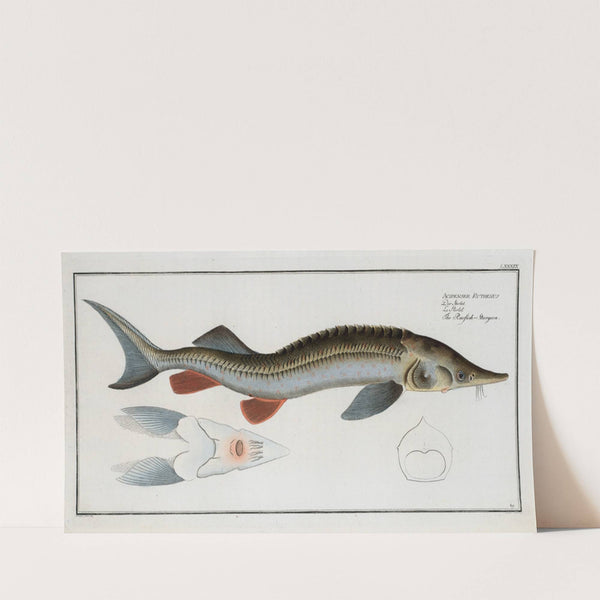 Acipenser Ruthenus, The Rusfish-Sturgeon. (1785-1797) by Marcus Elieser Bloch