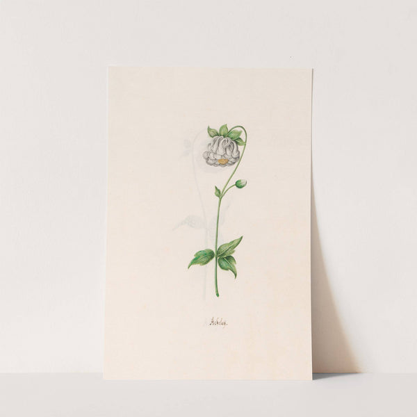 Ackeleÿ (1692) by Magdelena Rosina Funck