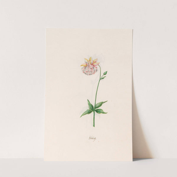 Ackeleÿ (1692) by Magdelena Rosina Funck